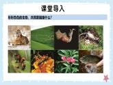 1.1.1形形色色的生物——初中生物學(xué)北師大版（2024）七年級上冊課件