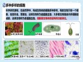 2.2.1細(xì)胞的基本結(jié)構(gòu)和功能-第2課時(shí)——初中生物學(xué)北師大版（2024）七年級(jí)上冊(cè)課件