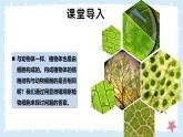 2.2.1細(xì)胞的基本結(jié)構(gòu)和功能-第3課時(shí)——初中生物學(xué)北師大版（2024）七年級(jí)上冊(cè)課件