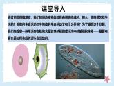 2.2.2細(xì)胞是生命活動的單位-第1課時——初中生物學(xué)北師大版（2024）七年級上冊課件