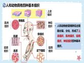 2.3.2細(xì)胞分化形成組織——初中生物學(xué)北師大版（2024）七年級上冊課件
