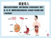 2.3.3生物體的器官、系統(tǒng)——初中生物學(xué)北師大版（2024）七年級上冊課件