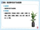 3.4.1光合作用-第2課時——初中生物學(xué)北師大版（2024）七年級上冊課件