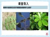 3.4.1光合作用-第3課時——初中生物學(xué)北師大版（2024）七年級上冊課件