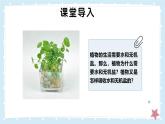 3.4.3吸收作用-第1課時——初中生物學(xué)北師大版（2024）七年級上冊課件