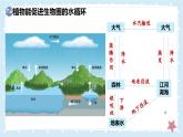 3.4.6植物在生物圈中的作用——初中生物學(xué)北師大版（2024）七年級上冊課件