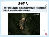 3.5.1種子萌發(fā)形成幼苗-第1課時——初中生物學(xué)北師大版（2024）七年級上冊課件