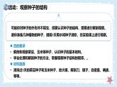 3.5.1種子萌發(fā)形成幼苗-第1課時——初中生物學(xué)北師大版（2024）七年級上冊課件