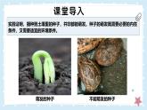 3.5.1種子萌發(fā)形成幼苗-第2課時——初中生物學(xué)北師大版（2024）七年級上冊課件