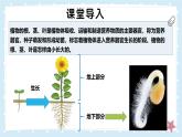 3.5.2營養(yǎng)器官的生長——初中生物學(xué)北師大版（2024）七年級上冊課件