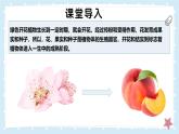 3.5.3生殖器官的生長(zhǎng)——初中生物學(xué)北師大版（2024）七年級(jí)上冊(cè)課件