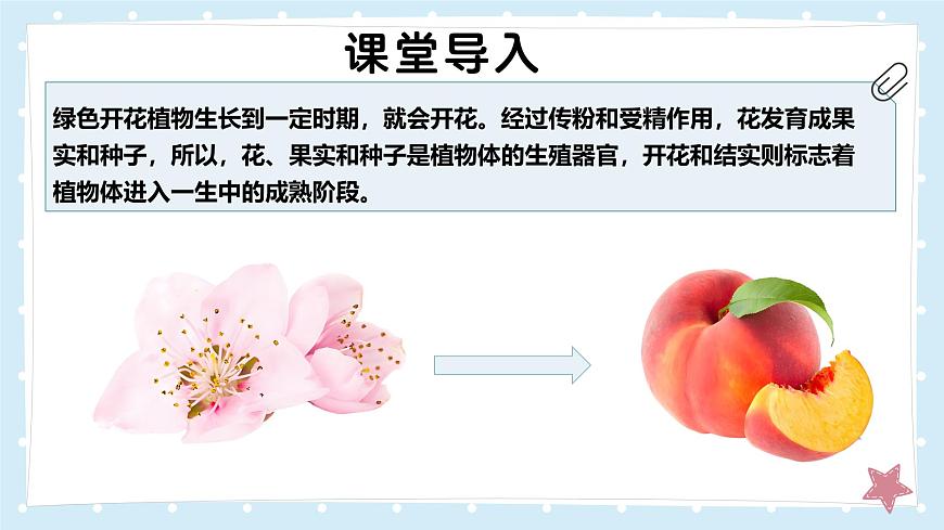 3.5.3生殖器官的生长——初中生物学北师大版（2024）七年级上册课件第3页