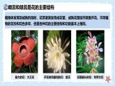 3.5.3生殖器官的生長(zhǎng)——初中生物學(xué)北師大版（2024）七年級(jí)上冊(cè)課件