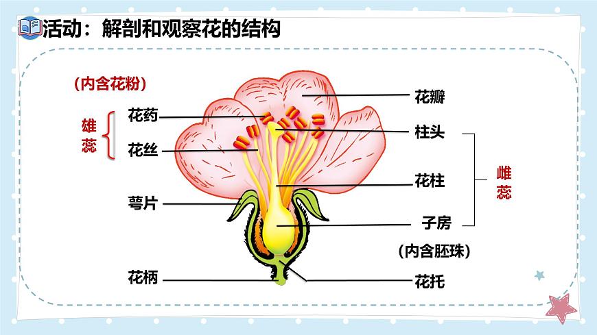 3.5.3生殖器官的生长——初中生物学北师大版（2024）七年级上册课件第6页