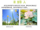 2024-2025學(xué)年蘇教版初中生物七年級(jí)下冊(cè)3.7.1 生態(tài)系統(tǒng)的構(gòu)成（第2課時(shí)）課件