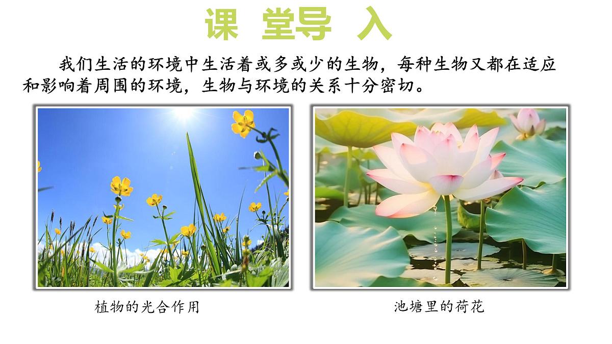2024-2025学年苏教版初中生物七年级下册3.7.1 生态系统的构成（第2课时）课件第5页