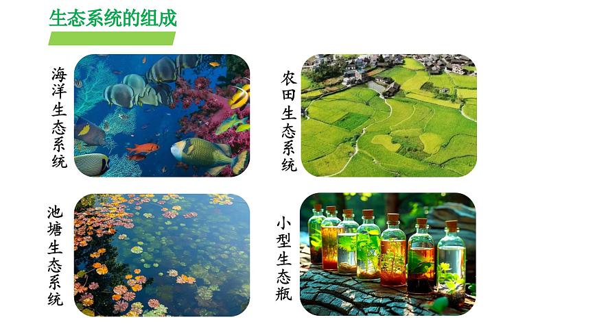 2024-2025学年苏教版初中生物七年级下册3.7.1 生态系统的构成（第2课时）课件第7页