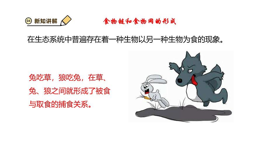 2024-2025学年苏教版初中生物七年级下册3.7.2 食物链和食物网 课件第5页