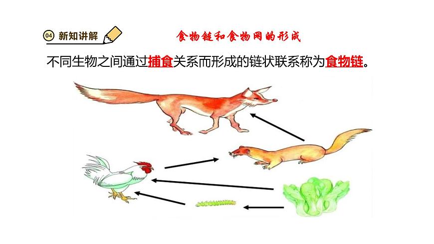 2024-2025学年苏教版初中生物七年级下册3.7.2 食物链和食物网 课件第6页