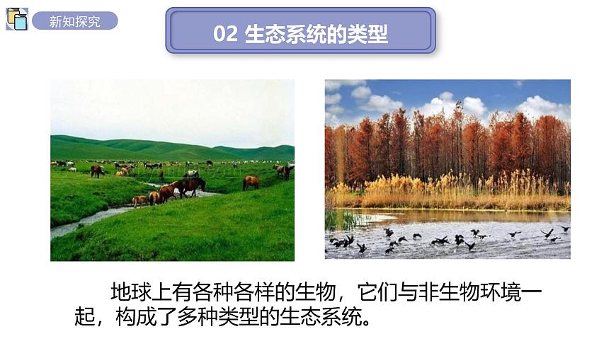 2024-2025学年苏教版初中生物七年级下册3.7.3生物圈 课件第4页