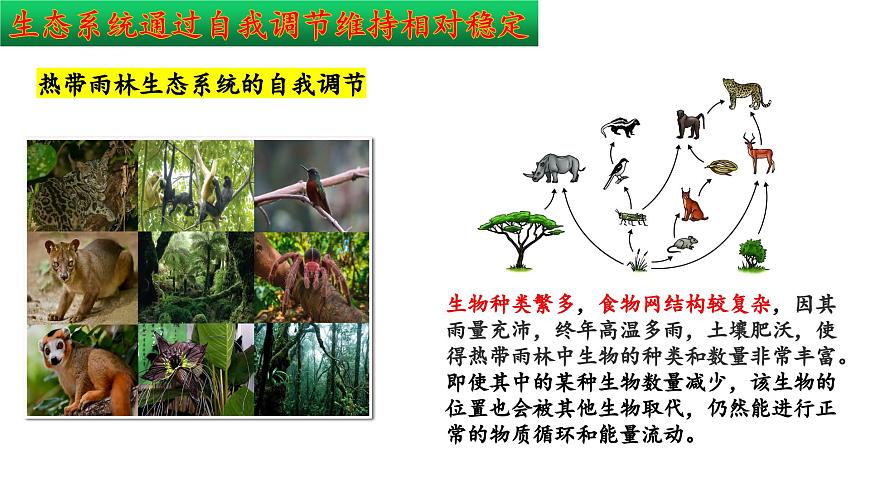 2024-2025学年苏教版初中生物七年级下册3.8.1  生态系统的自我调节 课件第7页