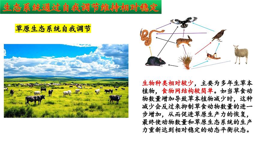 2024-2025学年苏教版初中生物七年级下册3.8.1  生态系统的自我调节 课件第8页