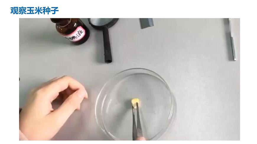 2024-2025学年苏教版初中生物七年级下册4.9.2  植物的生长课件第1页