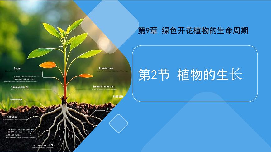 2024-2025学年苏教版初中生物七年级下册4.9.2  植物的生长课件第2页