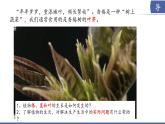 2024-2025學年蘇教版初中生物七年級下冊4.9.2  植物的生長課件