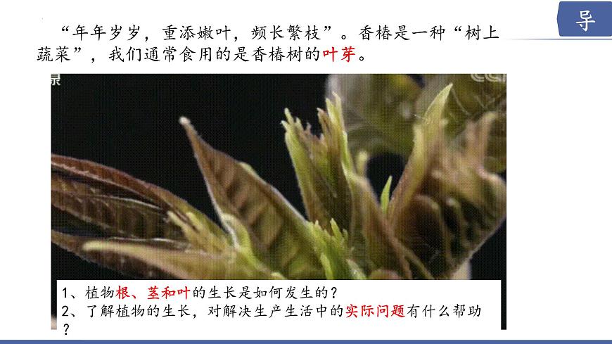 2024-2025学年苏教版初中生物七年级下册4.9.2  植物的生长课件第3页