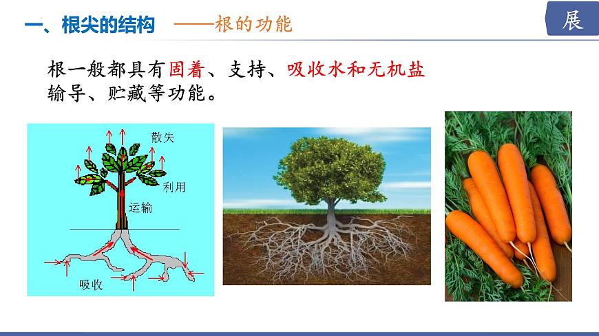 2024-2025学年苏教版初中生物七年级下册4.9.2  植物的生长课件第5页