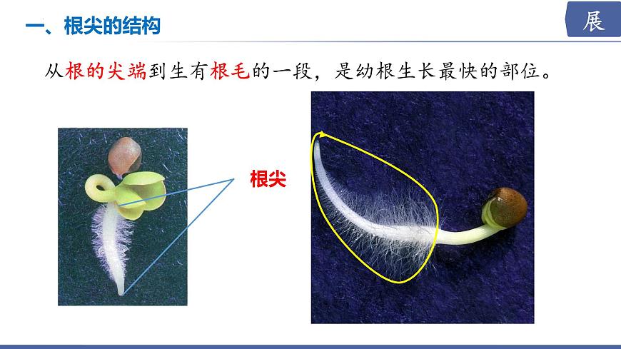 2024-2025学年苏教版初中生物七年级下册4.9.2  植物的生长课件第6页