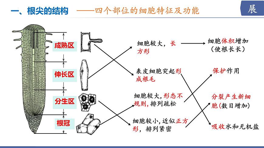 2024-2025学年苏教版初中生物七年级下册4.9.2  植物的生长课件第7页