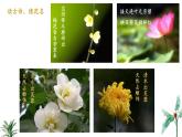2024-2025學年蘇教版初中生物七年級下冊4.9.3 植物的繁殖（第1課時）課件