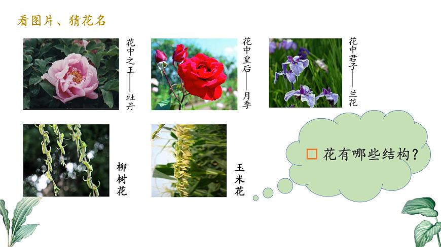 2024-2025学年苏教版初中生物七年级下册4.9.3 植物的繁殖（第1课时）课件第2页