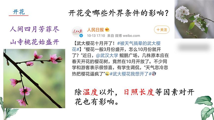 2024-2025学年苏教版初中生物七年级下册4.9.3 植物的繁殖（第1课时）课件第6页