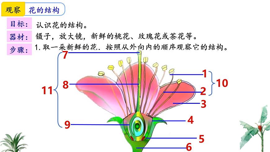 2024-2025学年苏教版初中生物七年级下册4.9.3 植物的繁殖（第1课时）课件第7页