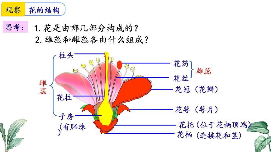 2024-2025学年苏教版初中生物七年级下册4.9.3 植物的繁殖（第1课时）课件第8页