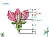 2024-2025學年蘇教版初中生物七年級下冊4.9.3 植物的繁殖（第2課時）課件