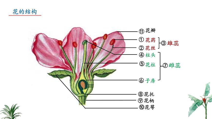 2024-2025学年苏教版初中生物七年级下册4.9.3 植物的繁殖（第2课时）课件第4页