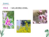 2024-2025學年蘇教版初中生物七年級下冊4.9.3 植物的繁殖（第2課時）課件