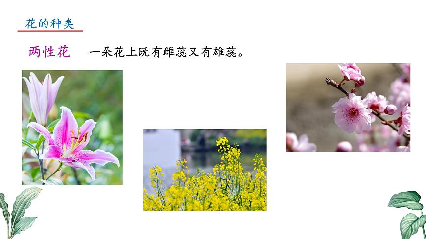 2024-2025学年苏教版初中生物七年级下册4.9.3 植物的繁殖（第2课时）课件第5页