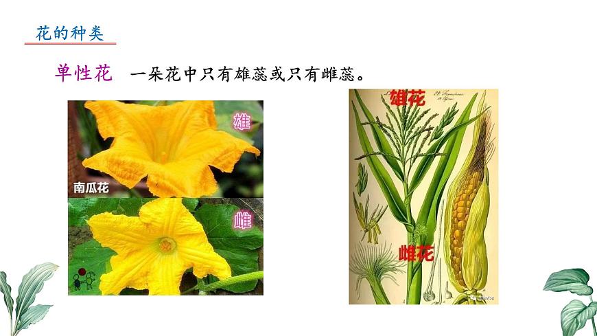 2024-2025学年苏教版初中生物七年级下册4.9.3 植物的繁殖（第2课时）课件第6页