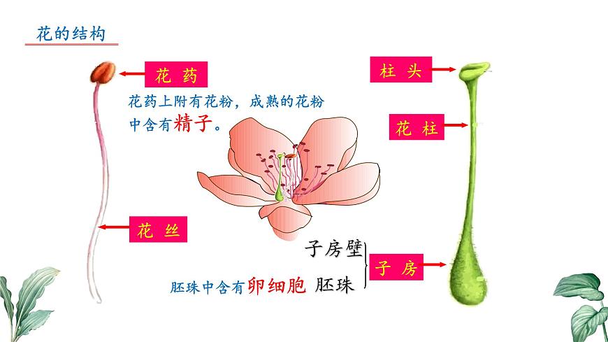 2024-2025学年苏教版初中生物七年级下册4.9.3 植物的繁殖（第2课时）课件第7页