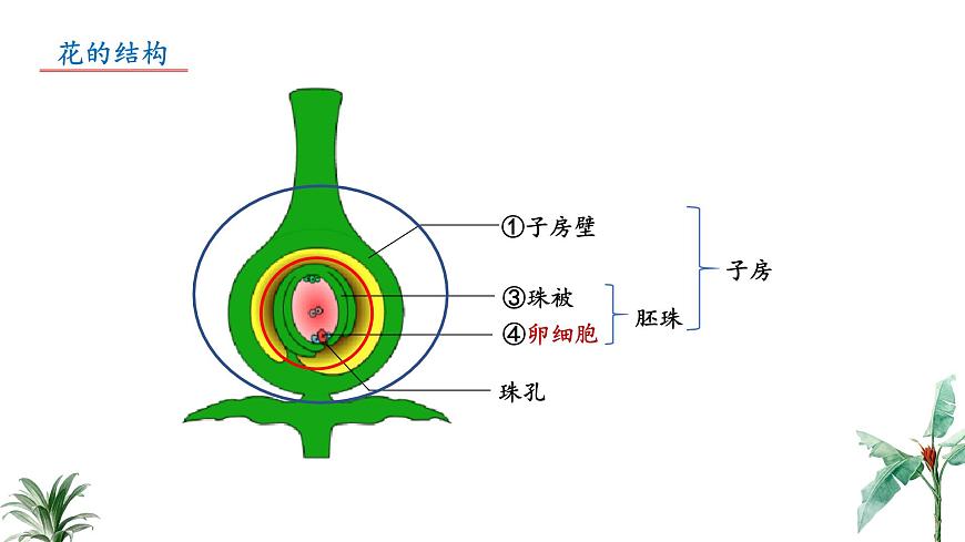 2024-2025学年苏教版初中生物七年级下册4.9.3 植物的繁殖（第2课时）课件第8页