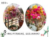 2024-2025學年蘇教版初中生物七年級下冊4.9.3 植物的繁殖（第3課時）課件