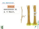 2024-2025學年蘇教版初中生物七年級下冊4.9.3 植物的繁殖（第3課時）課件