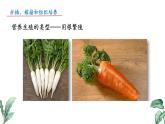 2024-2025學年蘇教版初中生物七年級下冊4.9.3 植物的繁殖（第3課時）課件