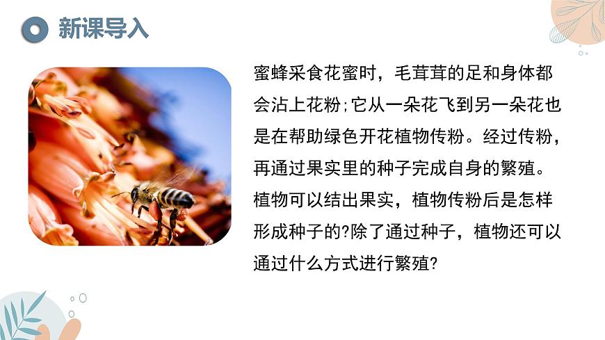 2024-2025学年苏教版初中生物七年级下册4.9.3《植物的繁殖》课件第2页