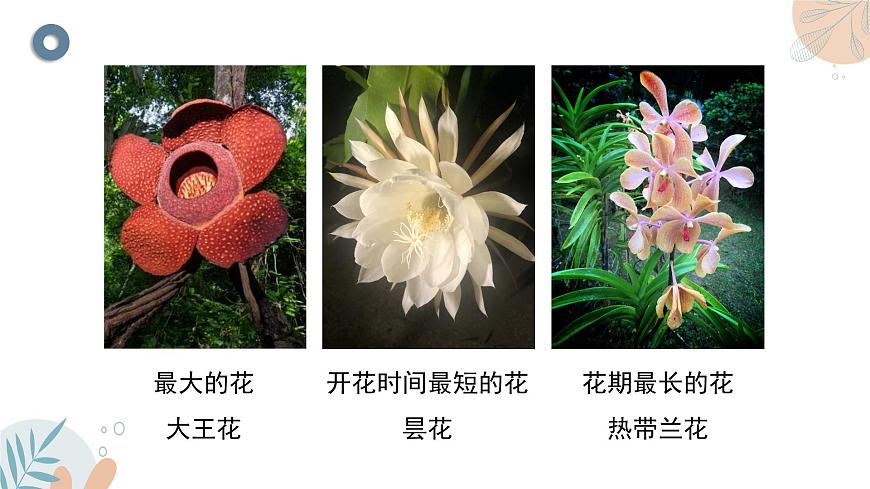 2024-2025学年苏教版初中生物七年级下册4.9.3《植物的繁殖》课件第5页